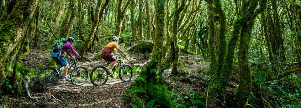 Timber Trail forest hero shot credit StudioZag.com